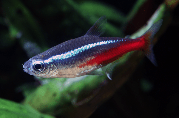 Neon Tetra Closeup