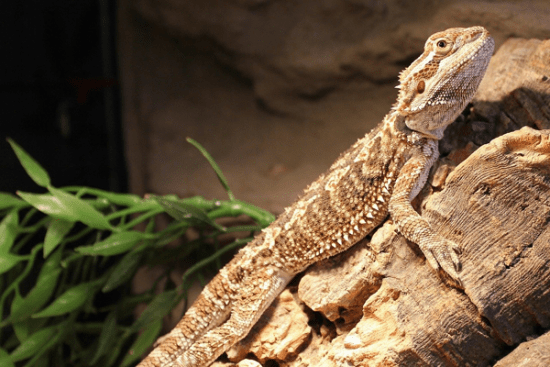 Wonders of Bearded Dragons