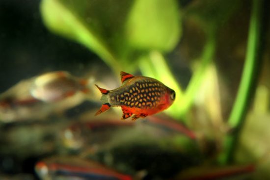 celestial pearl danio in planted tank