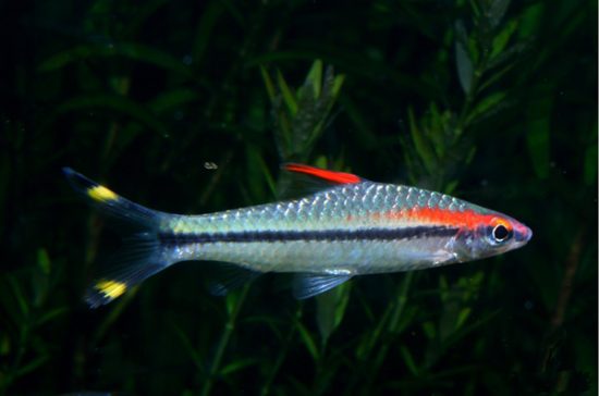 Denison Barb – The Peaceful Barb