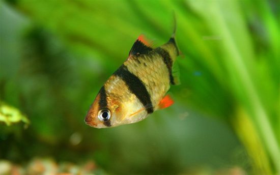 Tiger Barb swimming