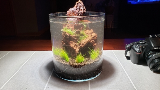stocked jarrarium