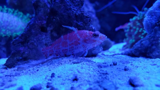 4 Unique Saltwater Animals to Consider For a 30 gallon aquarium