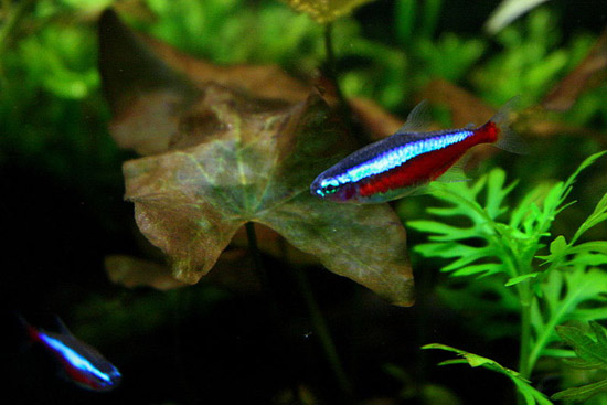 cardinal tetra