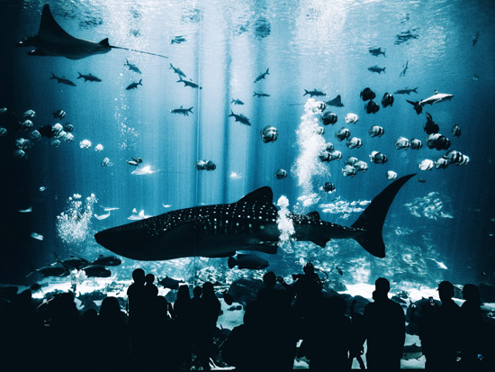 5 Wonderful Aquariums to visit in the United States!