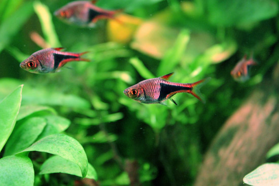 harlequin rasbora in planted tank