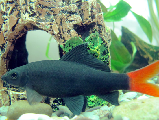 Beautiful, Jet Black – Red Tail Shark