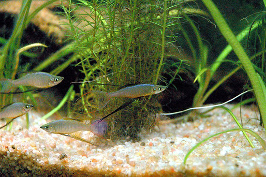school of threadfin rainbowfish