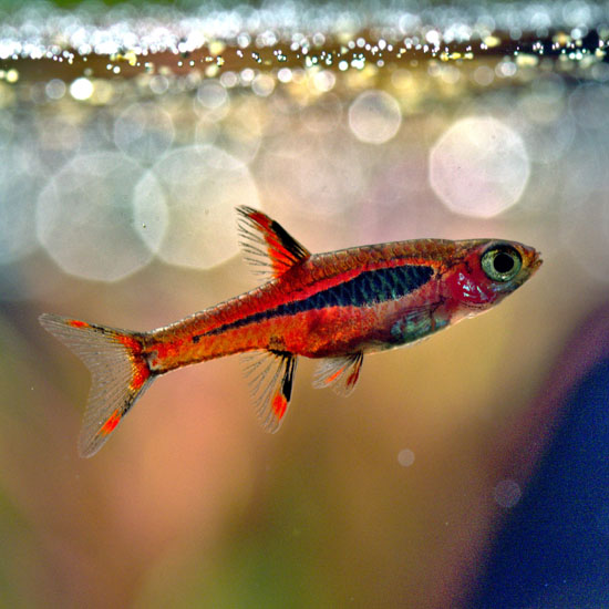 Chili Rasbora – Full Care Guide
