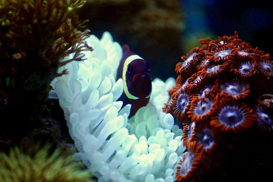 zoa and anemone