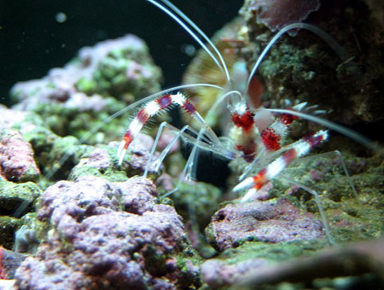 Coral Banded Shrimp – Complete Care Guide
