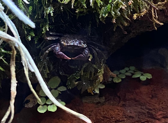 Vampire Crab in Paludarium