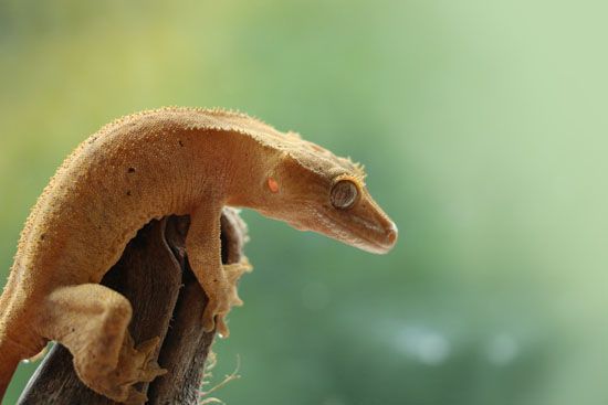 Crested Gecko on Branch