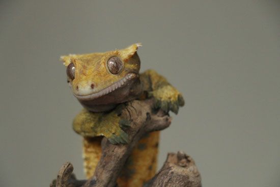 Crested Gecko – Full Care Guide
