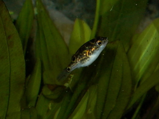 Figure 8 Pufferfish – Complete Care Guide