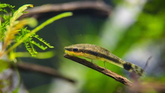 Ottocinclus on driftwood