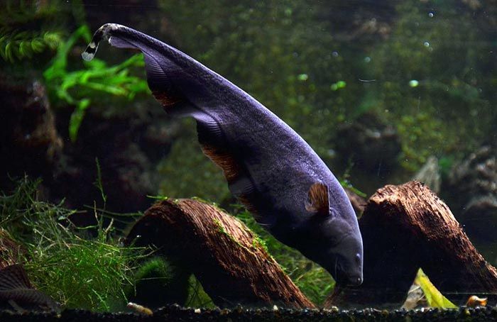 Black Ghost Knife