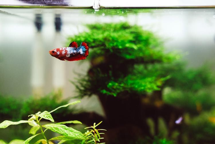 colorful betta