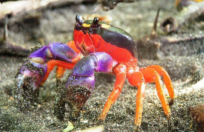 Halloween moon crab