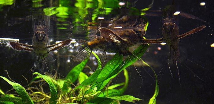 African Butterflyfish – Complete Care Guide