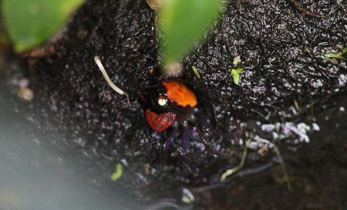 red devil crab