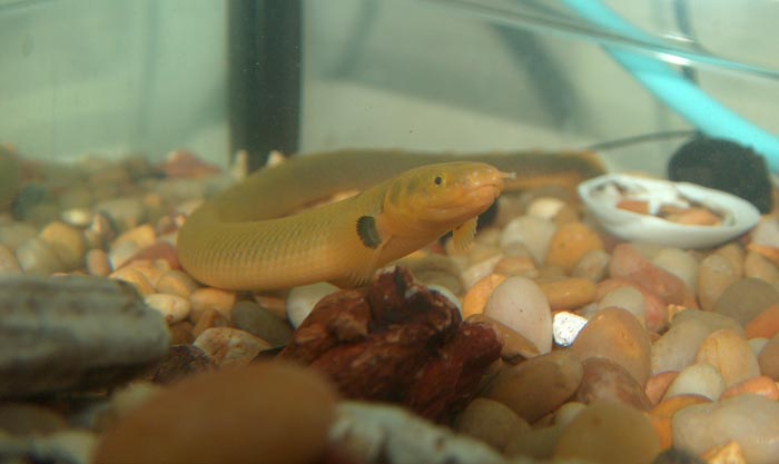 Rope Fish – Complete Care Guide
