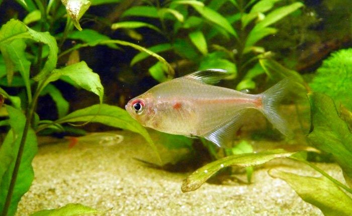 Bleeding Heart Tetra in Fish Tank