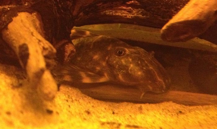 Clown Pleco – Complete Care Guide