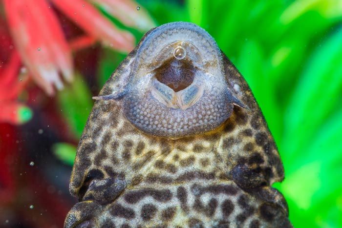 Pleco