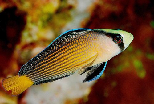Splendid Dottyback – Complete Care Guide