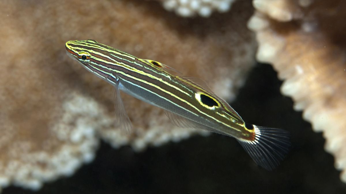 hectors goby