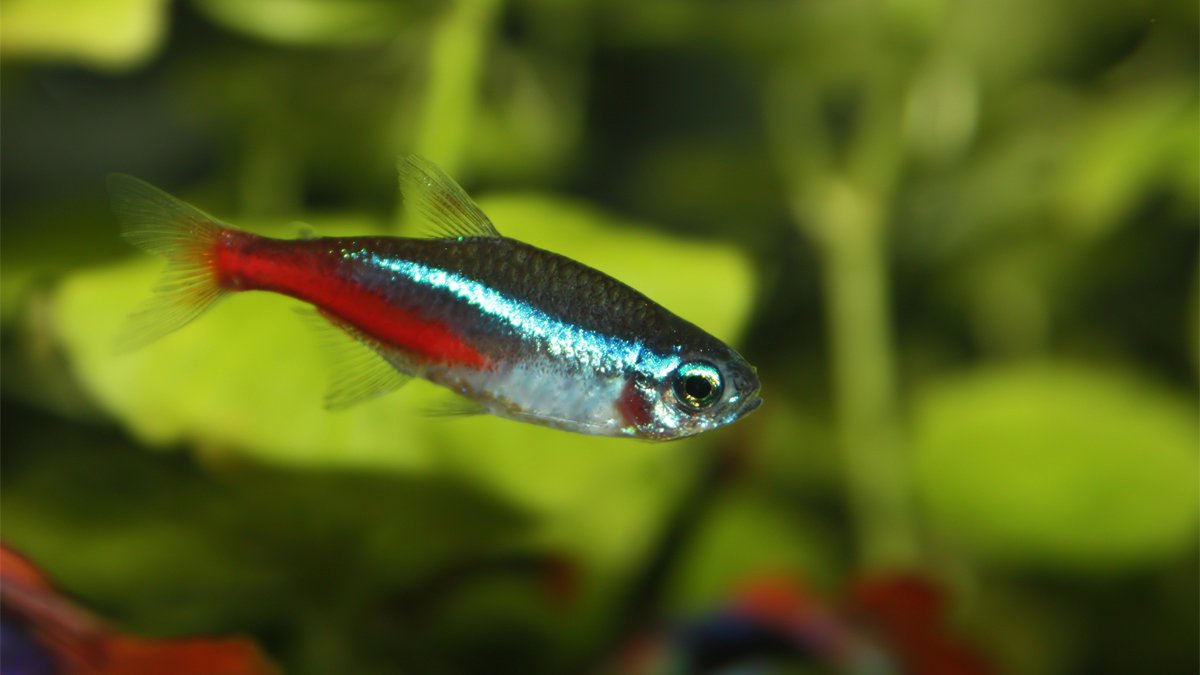 10 Best Fish For a 10 Gallon Tank – Freshwater Edition