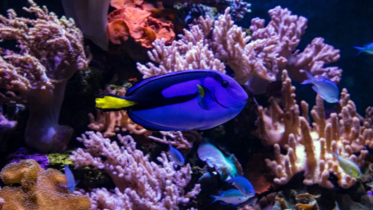 Blue Hippo Tang