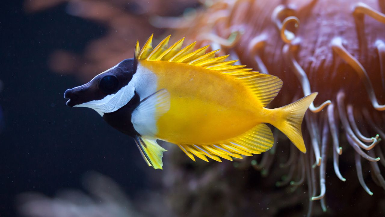 12 Best Fish Food for Herbivores – Saltwater Edition