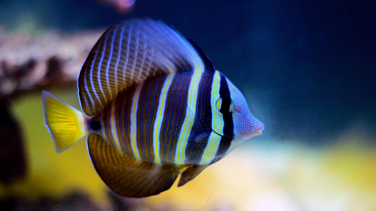 pacific sailfin tang