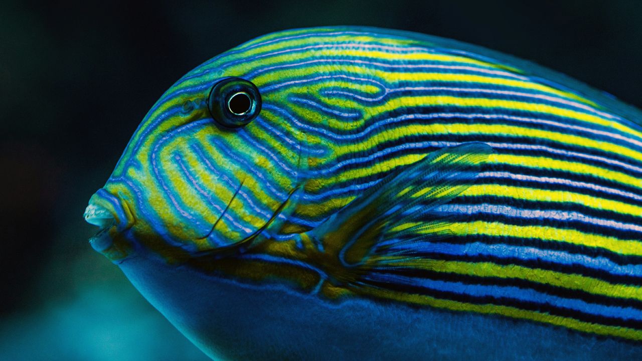 Clown Tang