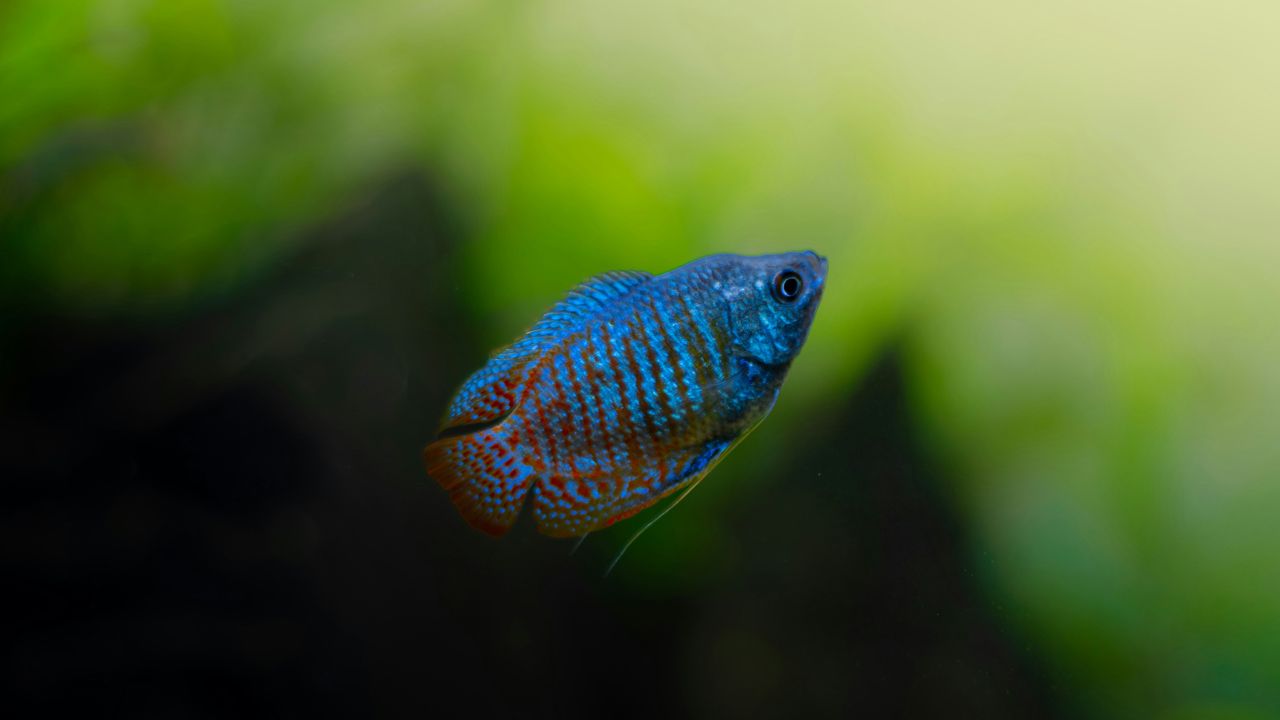 Top 10 Worst Community Fish For Freshwater Aquariums
