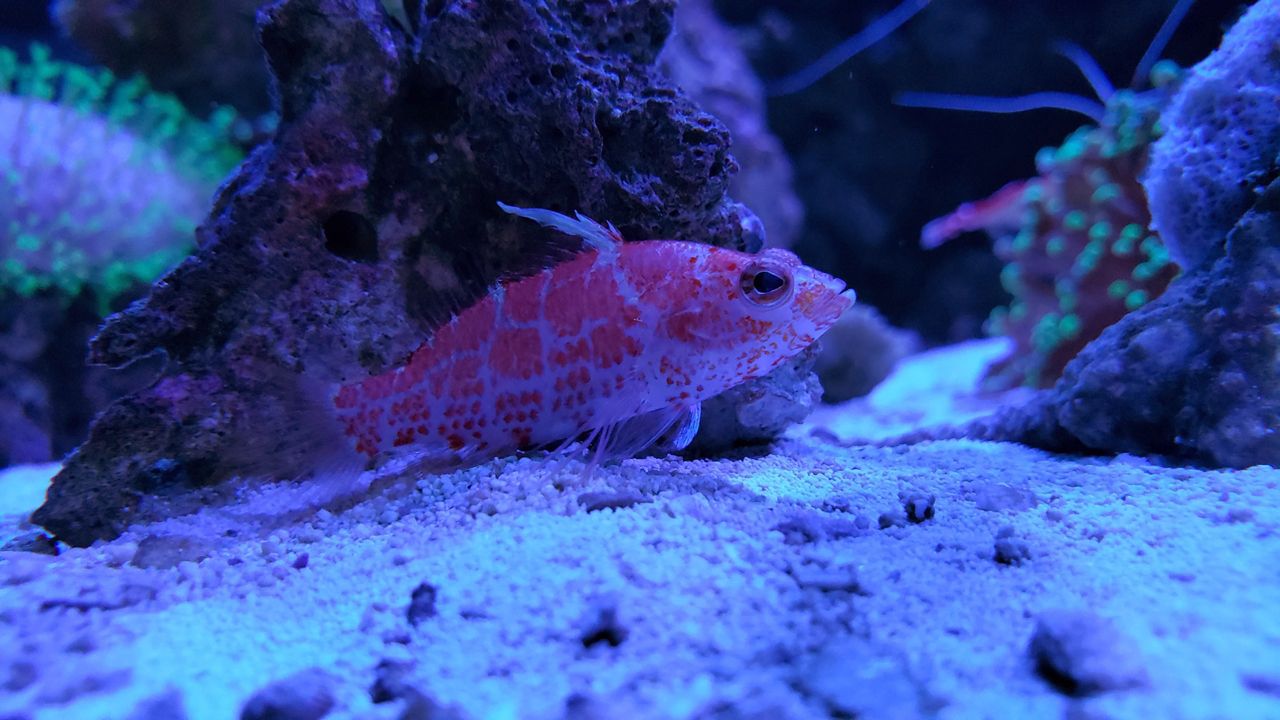 Geometric Pygmy Hawkfish