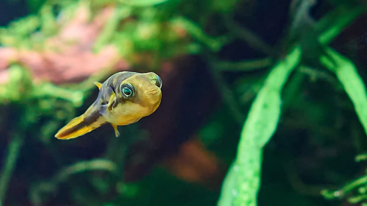 Pea Puffer