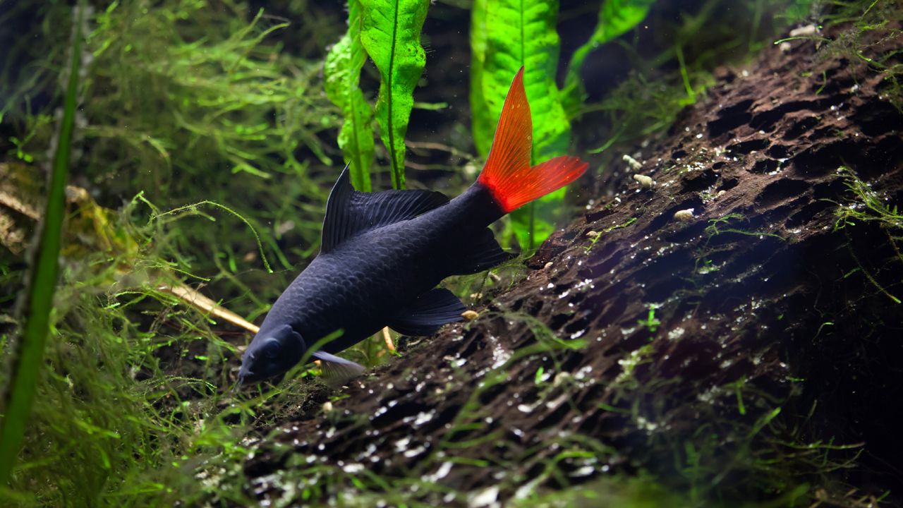 red tail shark