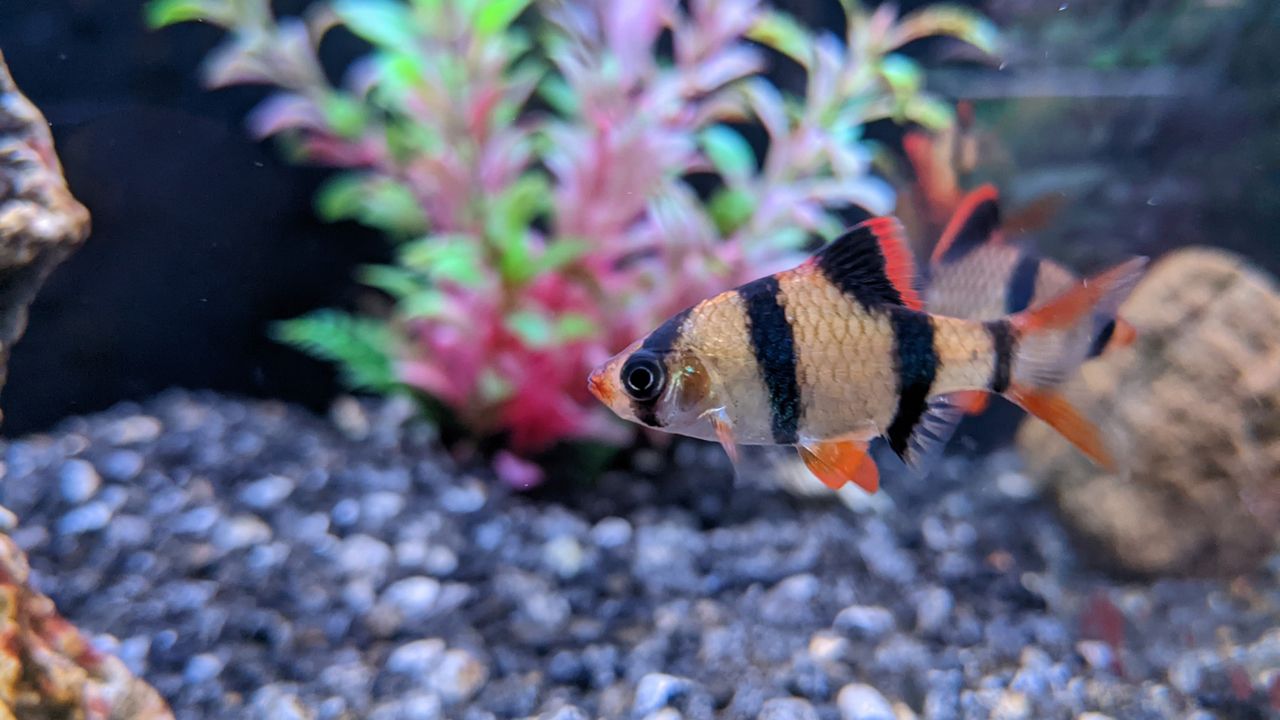 tiger barb