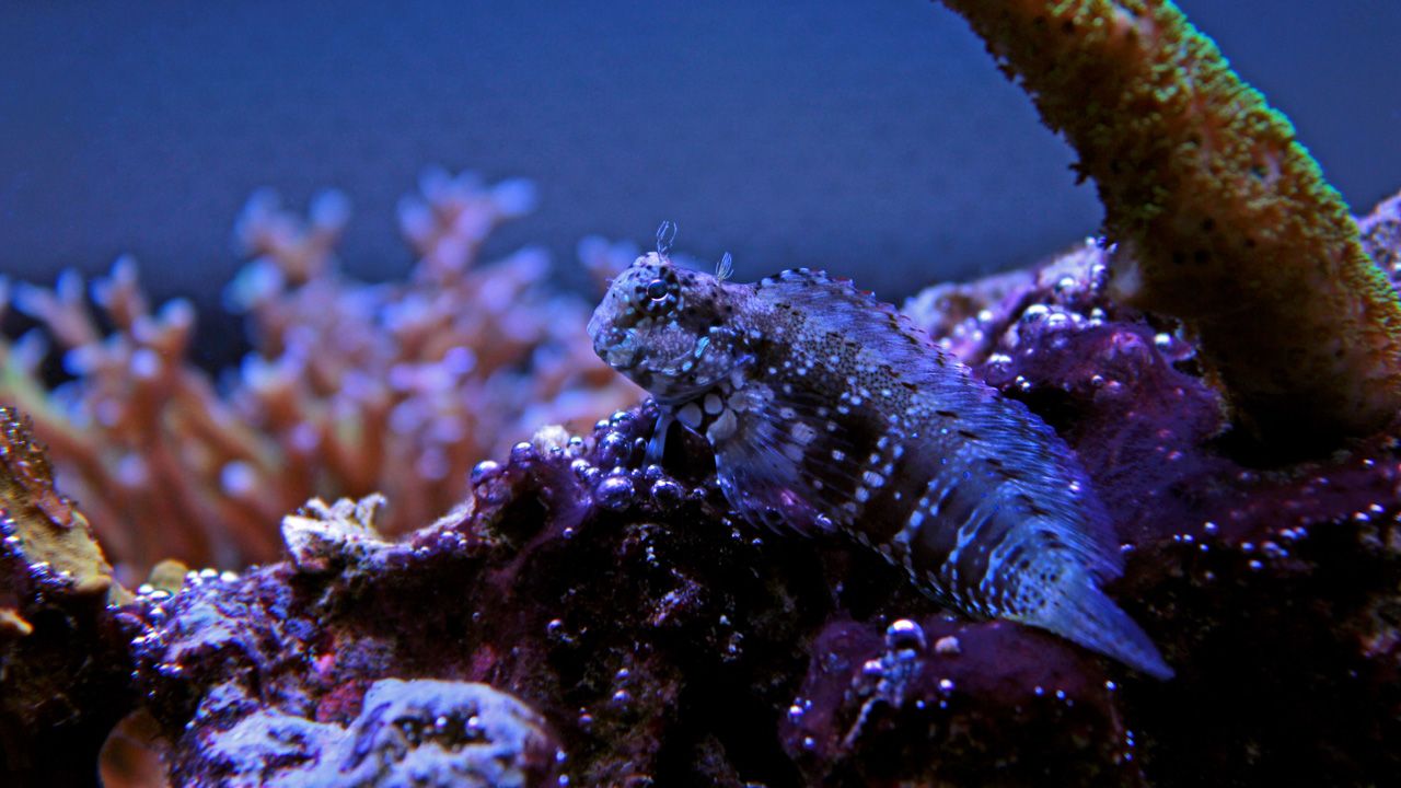 Lawnmower Blenny