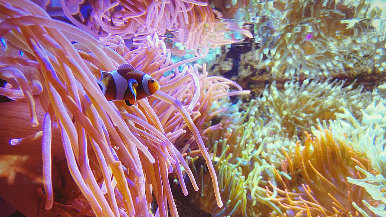 ocellaris clownfish