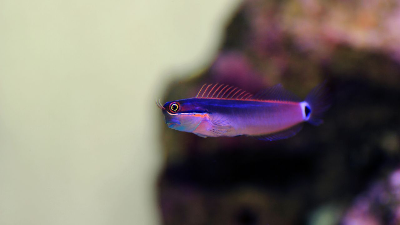 Tailspot Blenny