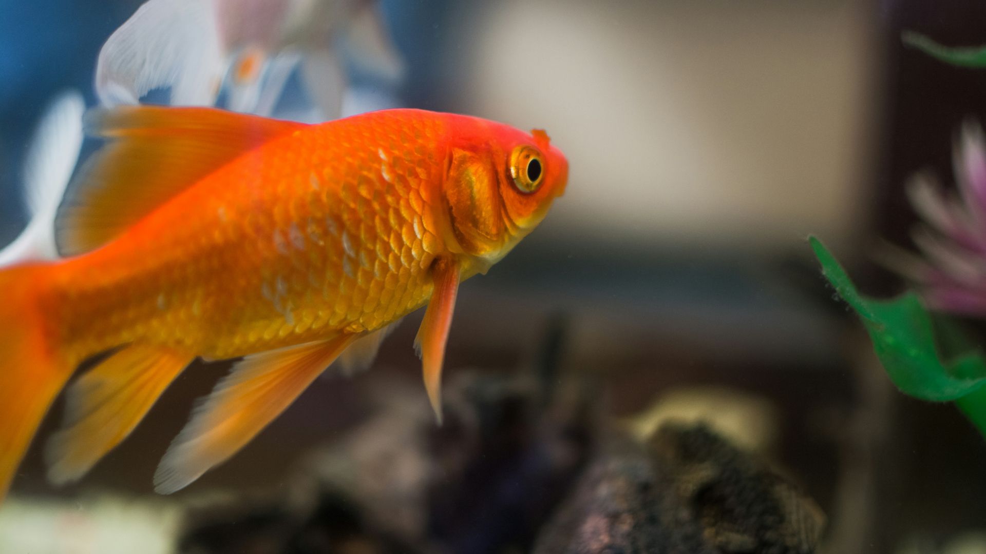 Goldfish