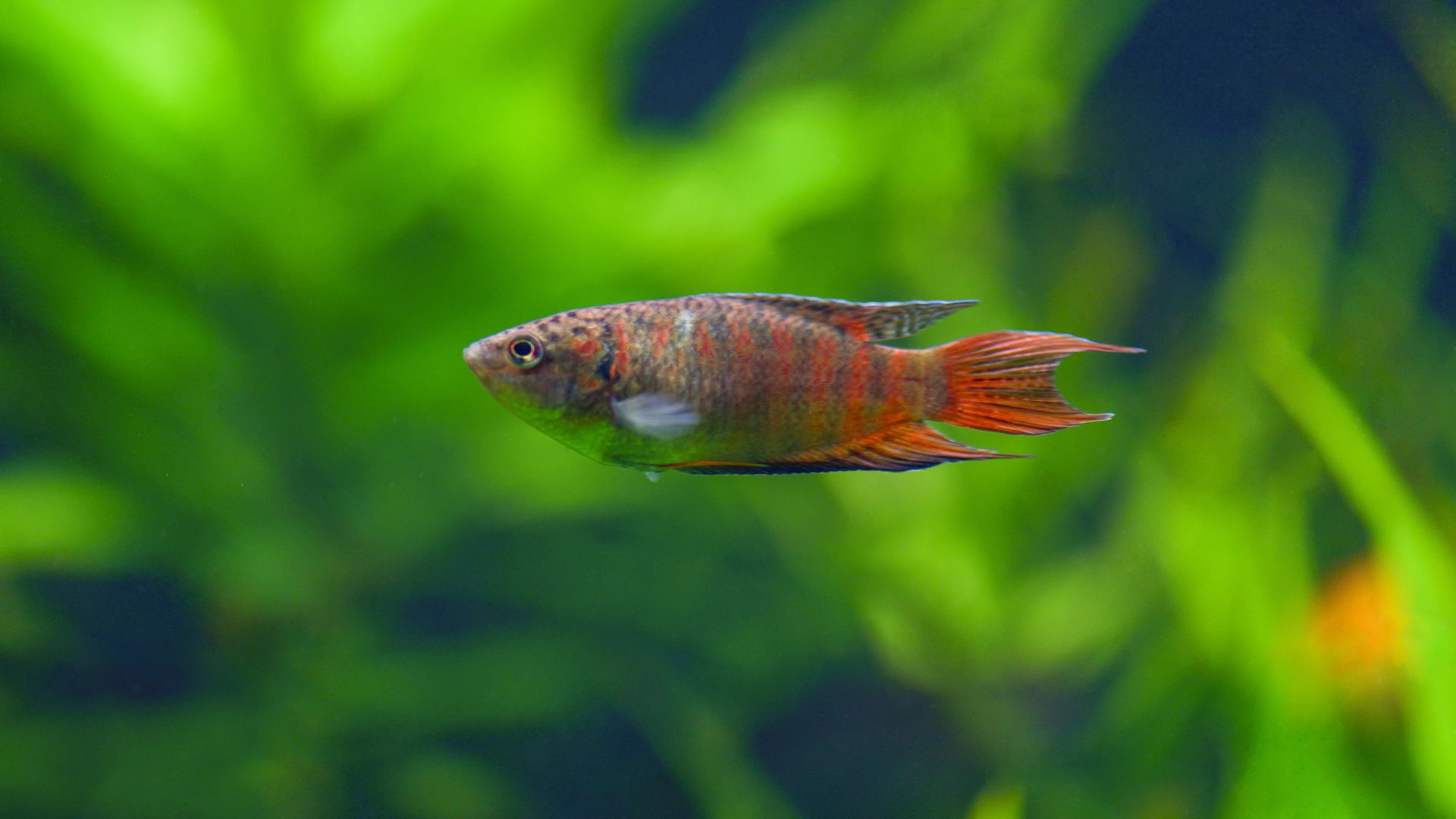 Paradise Fish