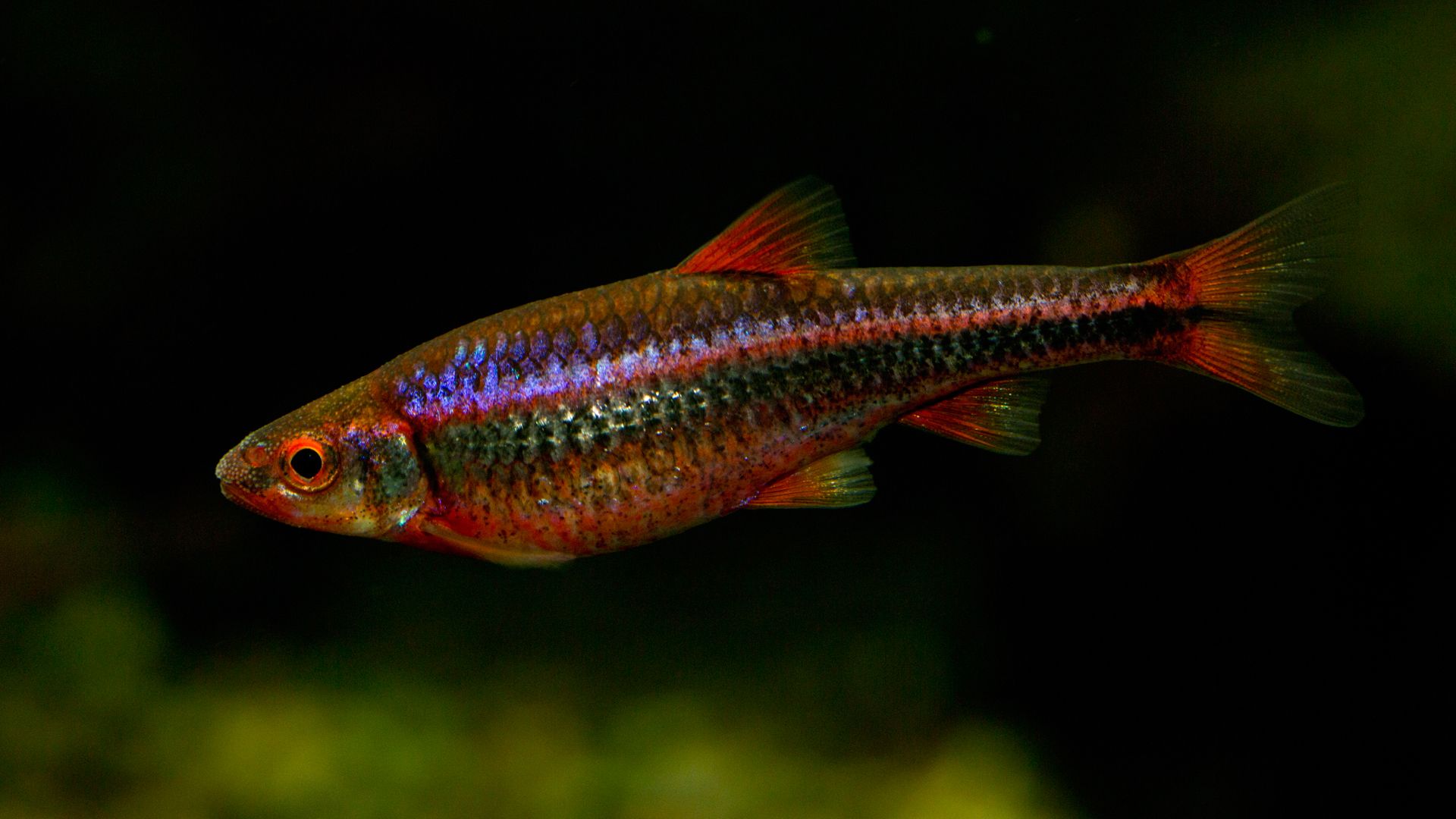 Rainbow Shiner