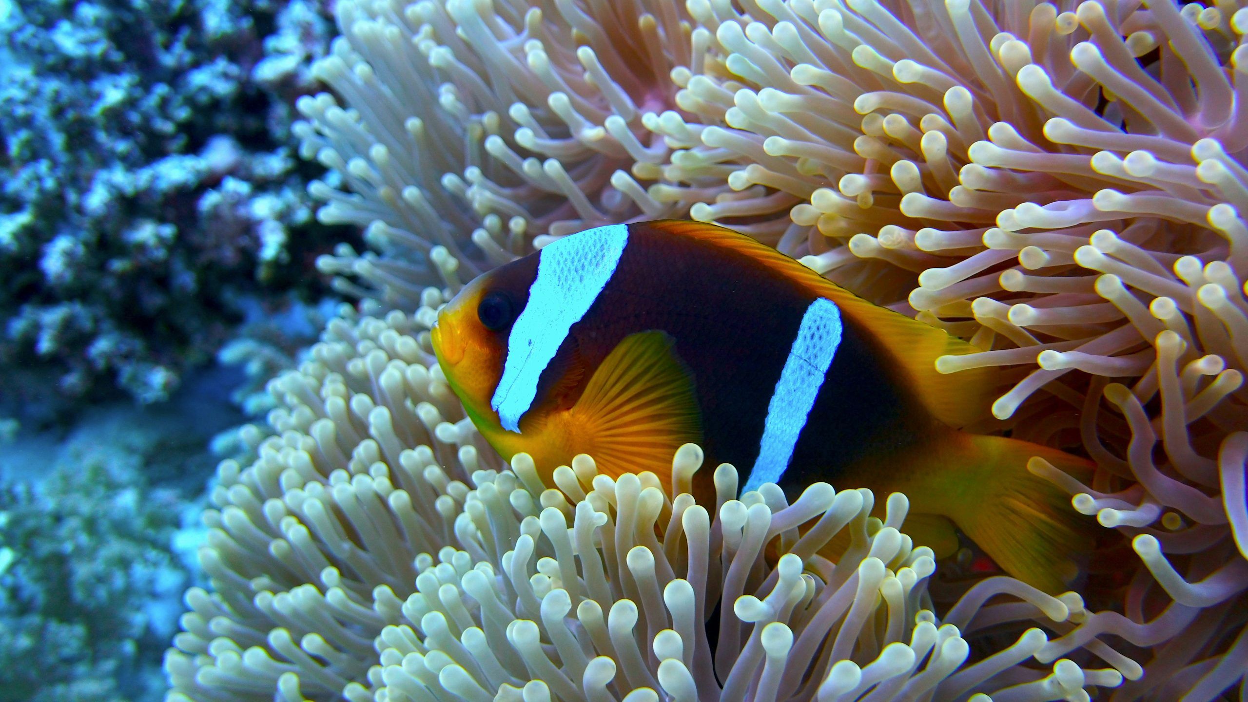 Clarkii Clownfish
