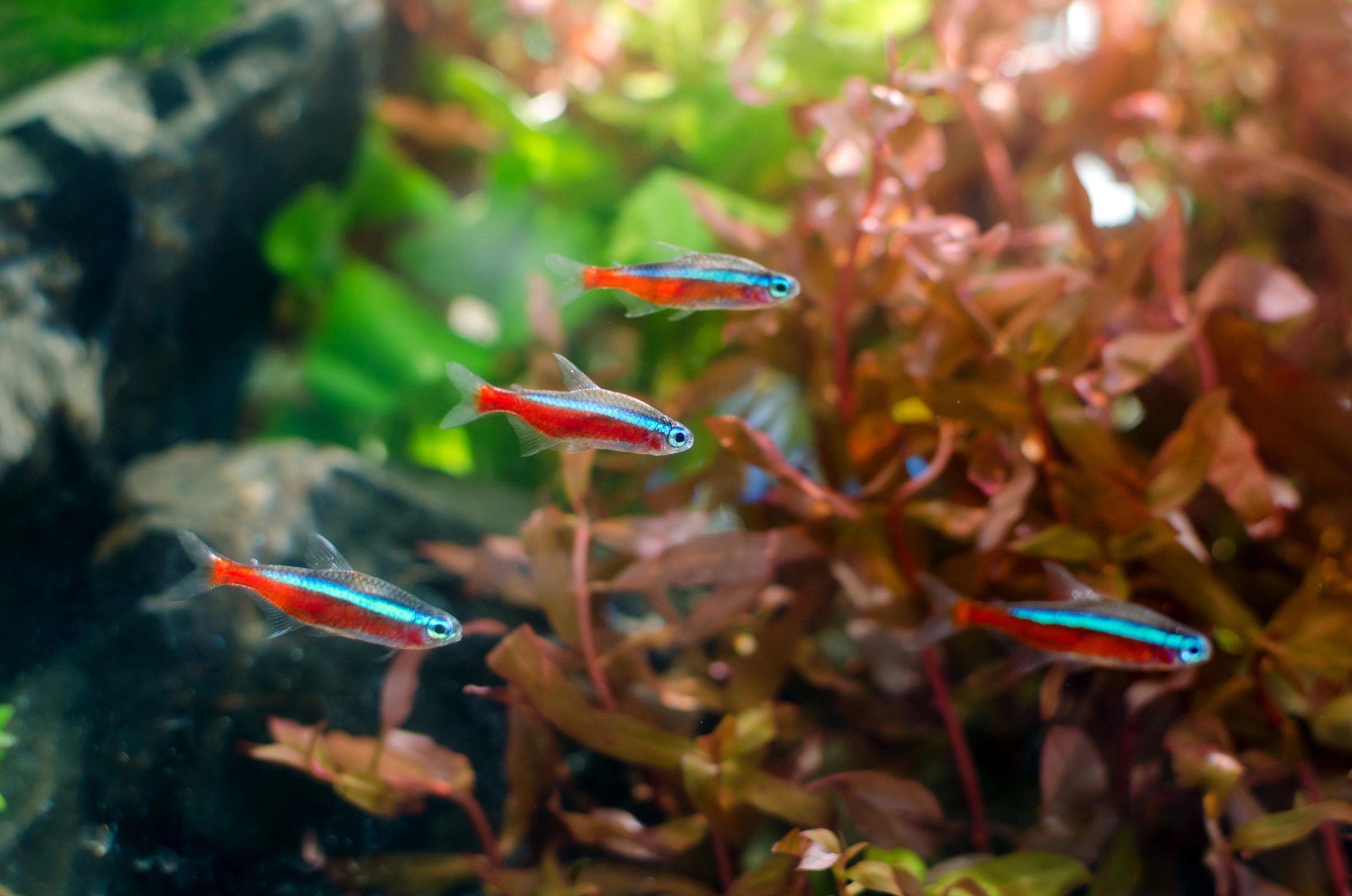 10 Best Fish For a 20 Gallon Tank – Freshwater Edition